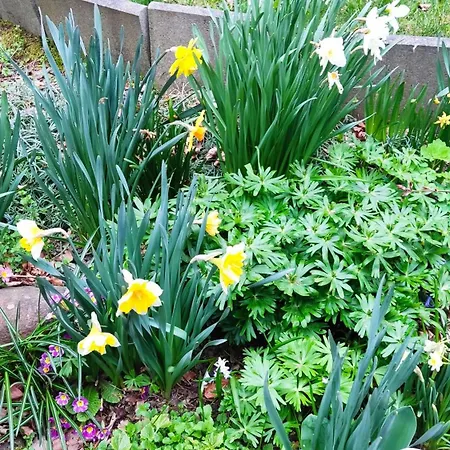 Casa de hóspedes Fischer 3*